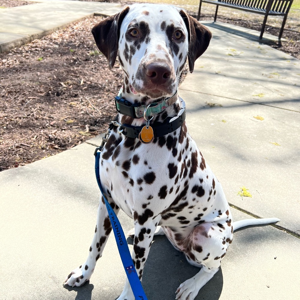 Pardon our fur! - Picture 3 of 3